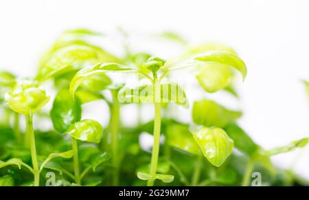 Microgreens aus gekeimtem Basilikumsamen auf hellem Hintergrund. Frische Blätter. Wachsende Sämlinge. Italienische Gewürze. Keimende Samen zu Hause. Stockfoto