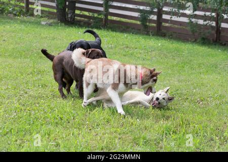 Sibirischer Husky, westsibirischer laika und zwei labrador Retriever Welpen spielen auf einem grünen Gras im Sommerpark. Haustiere. Reinrassige Hündin. Stockfoto