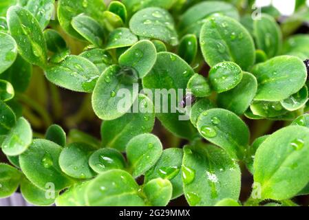 Sonnenblumen-Microgreens aus nächster Nähe. Gesundes Lebensmittelkonzept, veganes Konzept. Gartenarbeit im Haus. Natürlicher Hintergrund. Selektiver Fokus mit geringer Schärfentiefe. Stockfoto