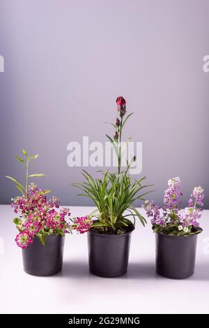 Dekorative kleine blühende Innenblumen in Töpfen. Auf weißem Hintergrund. Stockfoto