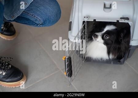 Hund papillon in einem Käfig für den sicheren Transport. Stockfoto