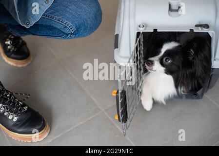 Hund papillon in einem Käfig für den sicheren Transport. Stockfoto