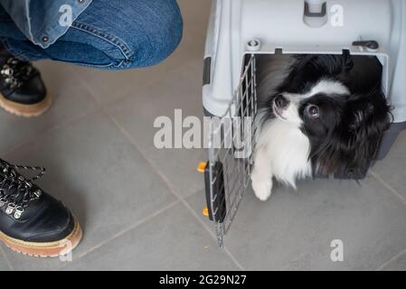 Hund papillon in einem Käfig für den sicheren Transport. Stockfoto