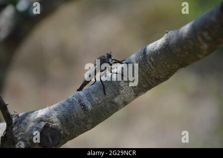 Schwarze Fliege mit schönen zarten Flügeln, die auf einem Zweig aus Olivenbaum stehen. Stockfoto