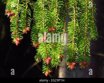 Nadelfichte mit rot wachsenden Knospen, Detail der Frühlingsnatur, Vitalität der Bäume, natürliche Textur Stockfoto