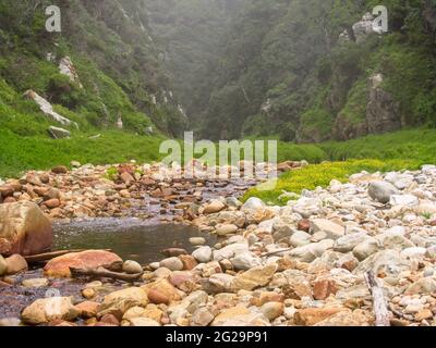 Ein Gebirgsbach, gefüllt mit abgerundeten Sandsteinbrocken und den dicken bewaldeten Hängen der Tsitsikamma Mountains, Südafrika, im Hintergrund Stockfoto