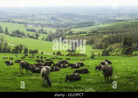 Rinder auf ihrer Weide am Croghan Mountain, Raheenleagh, in der Nähe von Moneybändchen Dorf. Co. Wexford. Irland Stockfoto