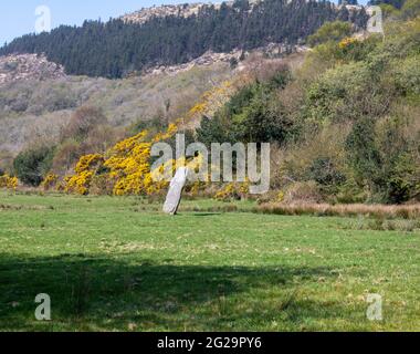 Farnanes Standing Stone Dunmanway West Cork Irland. Standing Stones gelten als antike Grabstätten und werden in allen Grafschaften Irlands gefunden. Stockfoto