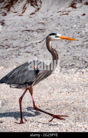 Great Blue Heron (Ardea herodias) am Strand, Boca Grande, Florida Stockfoto