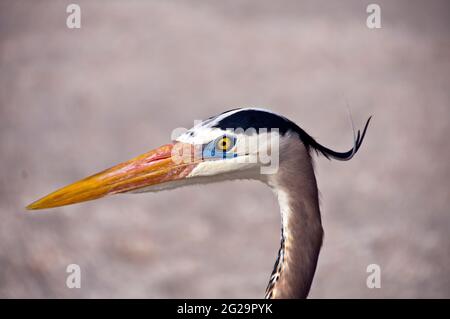 Kopfaufnahme von Great Blue Heron (Ardea herodias), Boca Grande, Florida Stockfoto