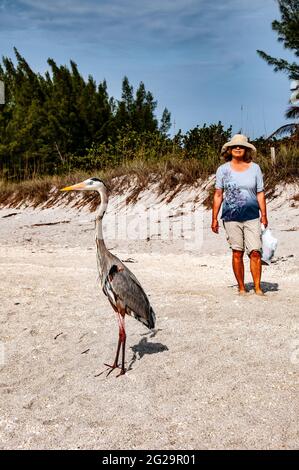 Großer Blaureiher (Ardea herodias) am Strand, Frau im Hintergrund, Boca Grande, Florida Stockfoto