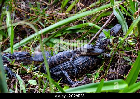 Drei junge amerikanische Alligatoren (Alligator mississippiensis), Shark Valley Visitor Center, Everglades National Park, Florida Stockfoto