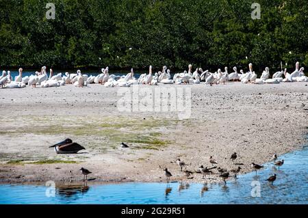 Große Gruppe amerikanischer Weißpelikane (Pelecanus erythrorhynchos), die auf der Insel ruhen, einfarbig brauner Pelikan im Vordergrund, Ding Darling Wildlife Refuge, Stockfoto