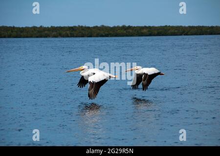 Paar amerikanische weiße Pelikane (Pelecanus erythrorhynchos), die tief über dem Wasser liegen, Pine Island Sound, Florida Stockfoto