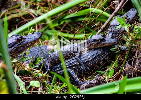 Drei junge amerikanische Alligatoren (Alligator mississippiensis), Shark Valley Visitor Center, Everglades National Park, Florida Stockfoto