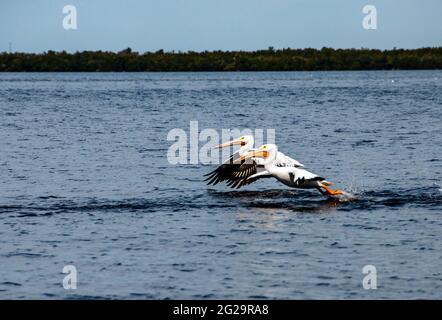 Paar amerikanische weiße Pelikane (Pelecanus erythrorhynchos), die tief über dem Wasser liegen, Pine Island Sound, Florida Stockfoto