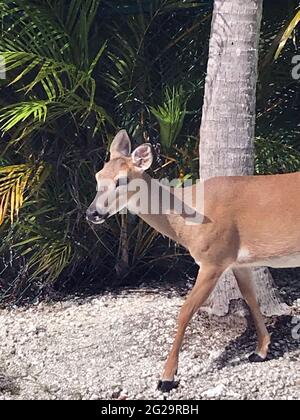 Gefährdete Schlüsselhirsche, National Key Deer Refuge, Big Pine Key, Florida Keys Stockfoto