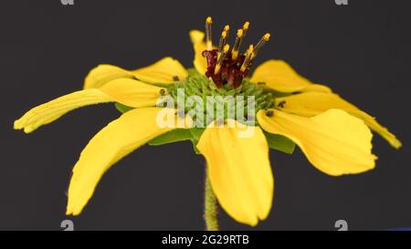 Diese kleinen Blüten wachsen auf hohen Stielen, die viele Blüten produzieren. Sie machen es am hinteren Rand gut. Stockfoto