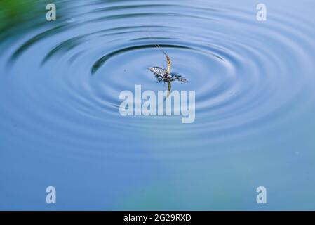 Mayfly im Wasser Stockfoto