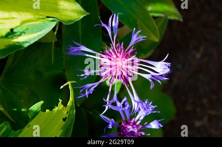 Perrenial Cornflower oder Centaurea montana blüht neben einem Teich in den Gärten des Crichton in Dumfries, Schottland Stockfoto