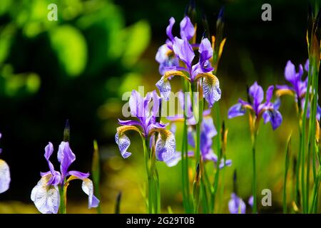 Rhizomatöse krautige Staude, sibirische Irisblüten oder Iris sibirica blühen in den Gärten des Crichton, Dumfries, Schottland Stockfoto