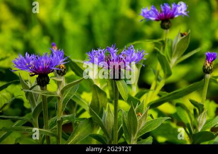 Perrenial Cornflower oder Centaurea montana blüht neben einem Teich in den Gärten des Crichton in Dumfries, Schottland Stockfoto