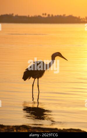 Am frühen Morgen in Rockport, Texas. Ein Blaureiher wat auf der Suche nach Fischen am Ufer entlang. Stockfoto