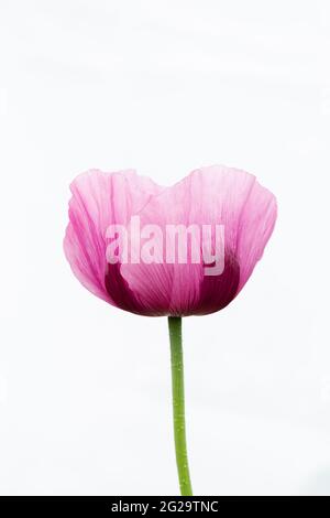 Violett-rosa Blüten des Opiummohn vor weißem Hintergrund Stockfoto