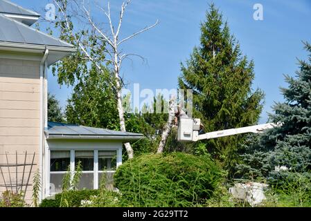 Professioneller Trimmer zur Entfernung von toten oder beschädigten Birken mit Kettensäge auf erhöhtem hydraulischem Hebebühne, Browntown WI, USA Stockfoto