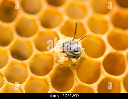 Eine neue Honigbiene (APIs mellifera), die aus ihrer Brutzelle hervortritt. Nahaufnahme. Stockfoto