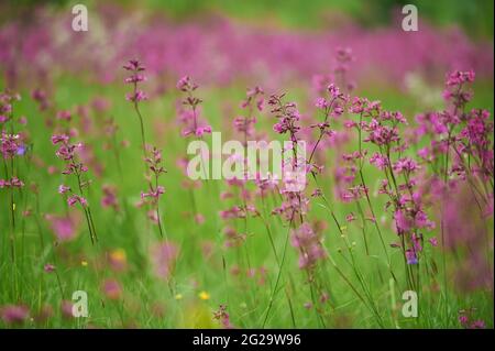 Blühendes Feld wilder Wildblumen lila Viscaria vulgaris Stockfoto