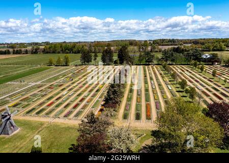 Holland, Michigan - Tulip Beds at the Veldheer Tulip Farm. Das niederländische Erbe der Stadt wird jeden Frühling während des Tulpenfestivals in Holland gezeigt. Stockfoto