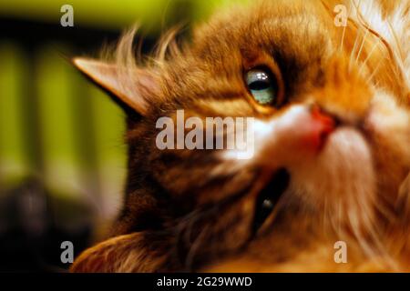 Faule Ragamuffin Katze auf einem Tisch liegend Stockfoto