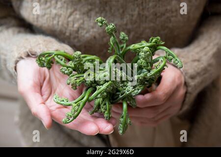 Bracken Farn in Öko-Bastelpapierbeutel, in den Händen älterer Frau. Zutat zum Kochen von Gerichten. Nahaufnahme, selektiver Fokus. Veganes Konzept. Nachhaltig l Stockfoto