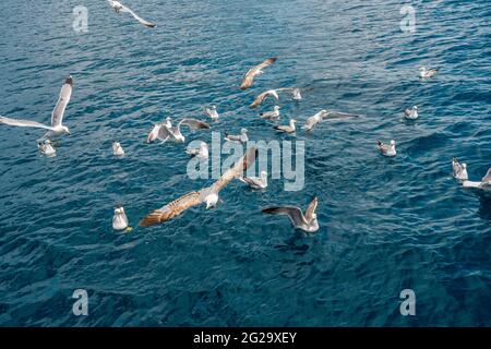 Möwen kämpfen um Brotstücke, die ins Meer geworfen werden. Schar von Möwen, die über die Küste fliegen, Nahaufnahme der Möwe. Hochwertige Fotos Stockfoto