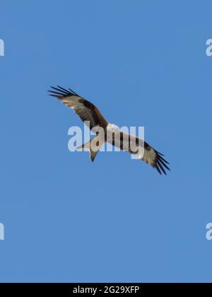 Ein Roter Drachen (Milvus milvus) im Kampf gegen einen blauen Himmel. Stockfoto