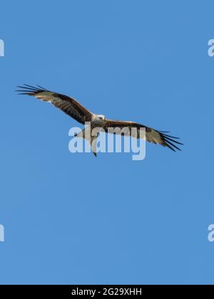 Ein Roter Drachen (Milvus milvus) im Kampf gegen einen blauen Himmel. Stockfoto