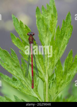 Eine männliche große rote Damselfliege (Pyrrhosoma nymphula), die auf einer Pflanze steht. Stockfoto