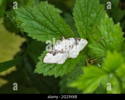 Eine silberne Teppichmotte (Xanthorhoe montanata), die auf einem Blatt ruht. Stockfoto