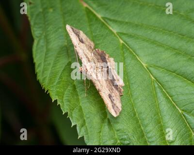 Eine gewellte Umber Moth (Menophra abruptaria), die auf einem Blatt steht. Stockfoto