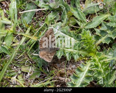 Ein schmuddeliger Schmetterling des Skippers (Erynnis tages) in Ruhe mit offenen Flügeln. Stockfoto