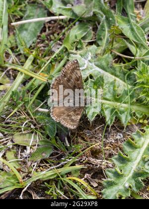 Ein schmuddeliger Schmetterling des Skippers (Erynnis tages) in Ruhe mit offenen Flügeln. Stockfoto