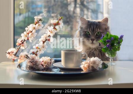 Morgenkaffee in einer Komposition mit blühenden Zweigen und einer neugierigen Katze Stockfoto