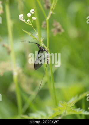 Eine Gemeine Mayfly (Ephemera danica), die auf einem Schilfstiel ruht. Stockfoto