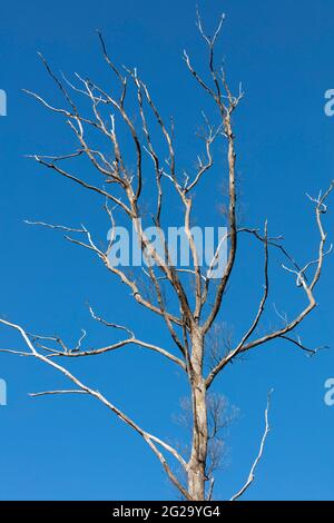 Ein großer toter Baum mit langen Ästen und ohne Blätter vor einem hellblauen Himmel Hintergrund Stockfoto