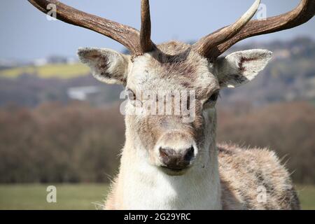 Junggesellenabschied im Wentworth Castle Park and Gardens Stockfoto