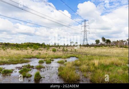 Strommasten- und obenliegende Übertragungskabel, die durch Feuchtgebiete am Chobham Common in der Nähe von Woking, Surrey, Südostengland, verlaufen Stockfoto