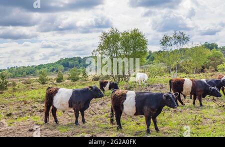 Belted Galloway Cows mit charakteristischem langem Haarkleid und breitem weißen Gürtel, eine traditionelle schottische Rinderrasse in Chobham Common, Surrey Stockfoto