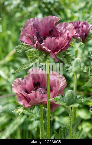 orientalischer Mohn, Patty's Plum Stockfoto