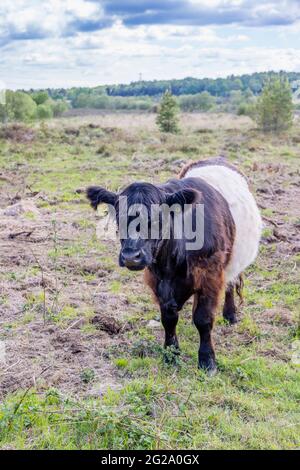 Belted Galloway Cow mit charakteristischem langem Haarkleid und breitem weißen Gürtel, eine traditionelle schottische Rasse von Rindervieh in Chobham Common, Surrey Stockfoto
